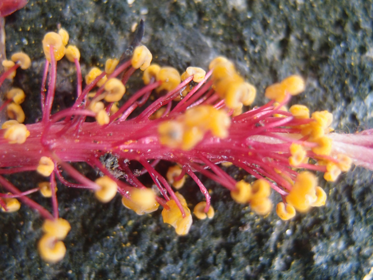 Willkommen Brasilien